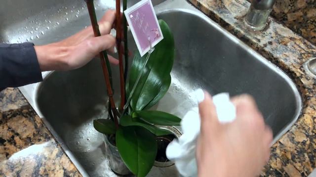 Mother's Day New Orchid Care Tips, How to Water Phalaenopsis Orchids смотреть онлайн