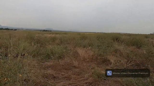 Охота на перепела с дратхааром смотреть онлайн