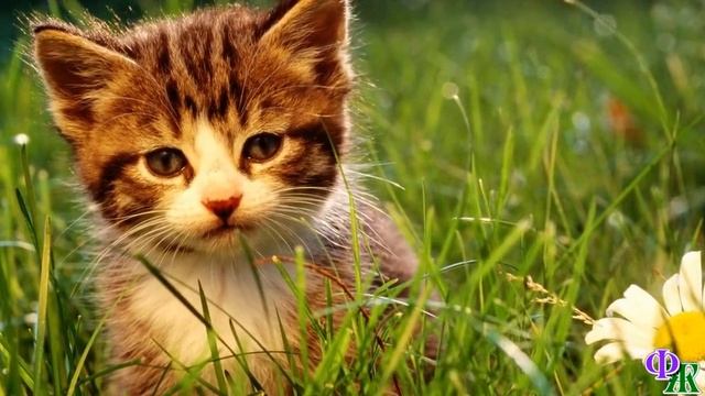 «Мама, тут котёнок и у него кровь!» – закричала девочка. Она не могла видеть, но хорошо слышала сто смотреть онлайн