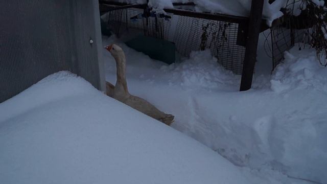 Гуси на снегу. Черные на белом.