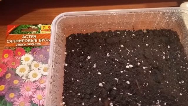 20 февраля 2020 г Посев многолетней астры. смотреть онлайн