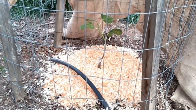 Посадка в грунт первых саженцев инжира сортов Smith и I-258 полученных из черенков с figbids.com смотреть онлайн