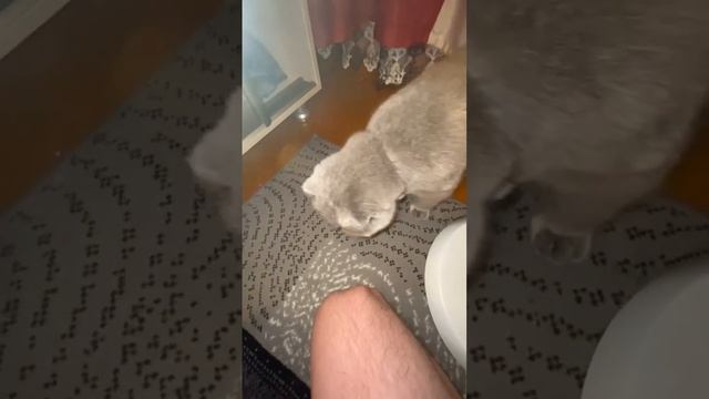 Смешная кошка. Шотландская вислоухая кошка свистит смотреть онлайн
