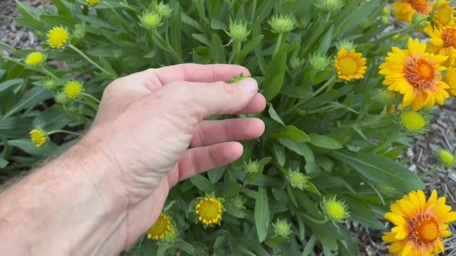 Gaillardia ‘Arizona Apricot’ //Blanket Flower смотреть онлайн