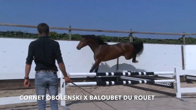 ME THE REBEL 5-7 may 2020 auction (Cornet Obolenski x Baloubet du Rouet) смотреть онлайн