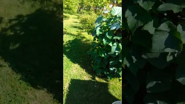 Огурцы в бочке смотреть онлайн