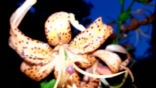 Тигровая лилия и осенняя астра смотреть онлайн