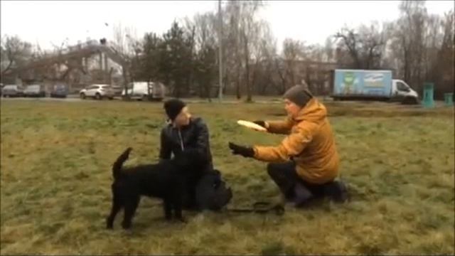 Прыгаем и ловим фризби - миттельшнауцер Леон смотреть онлайн