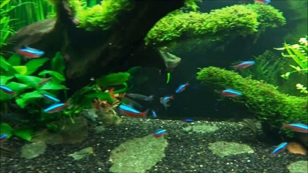 Аквариум  juwel vision 180