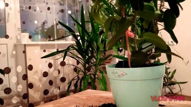 Пересадка стефанотиса смотреть онлайн