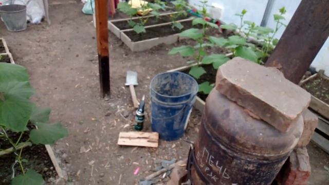 Не развиваются завязи огурца? Почему? смотреть онлайн