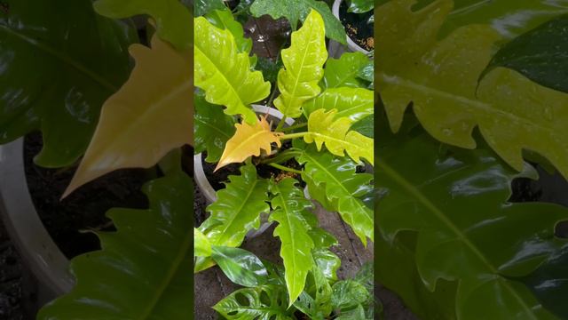 I’m Philodendron Collector 😄 my Philodendron Golden Crocodile 🥰#rareplants #houseplantslover смотреть онлайн