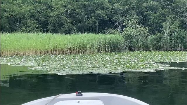 Плывем смотреть водные лилии. Австрия, альпийское озеро. смотреть онлайн
