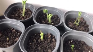 Как растет ранункулюс (лютик) посаженный клубнем