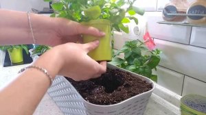 ПЕТУНИЯ - ЛЕГКО! Пересаживаю петунию в балконный контейнер. Началось цветение