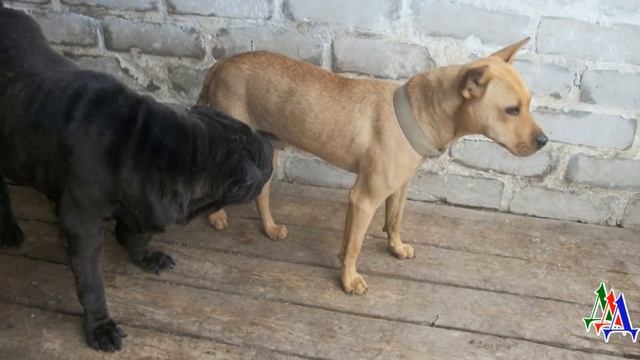 На свалке нашли пса в завязанном мешке! В его глазах читалось - Помоги мне! Я тебе верю! смотреть онлайн