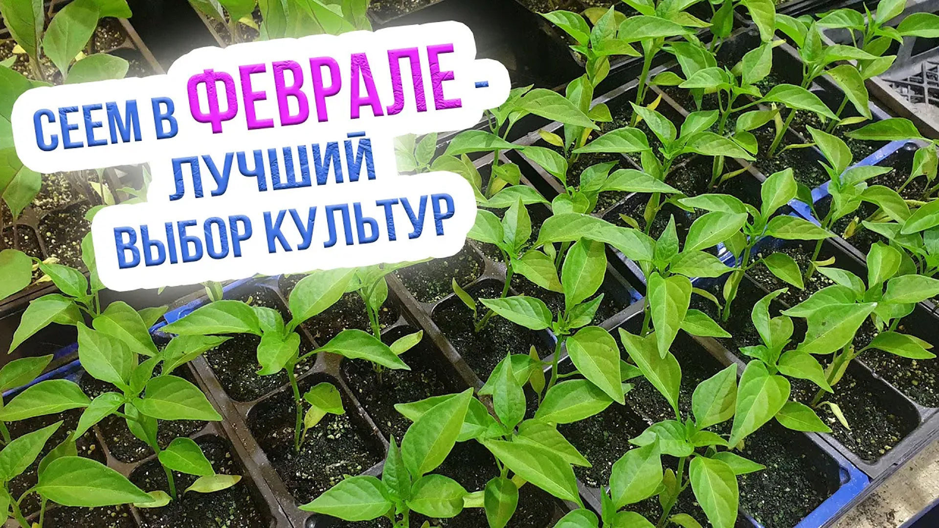 Какие овощи и цветы сажать на рассаду в феврале. Что посеять в феврале на рассаду смотреть онлайн