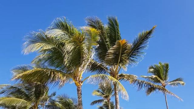 Доминикана, Пунта Кана, декабрь 2018г. смотреть онлайн