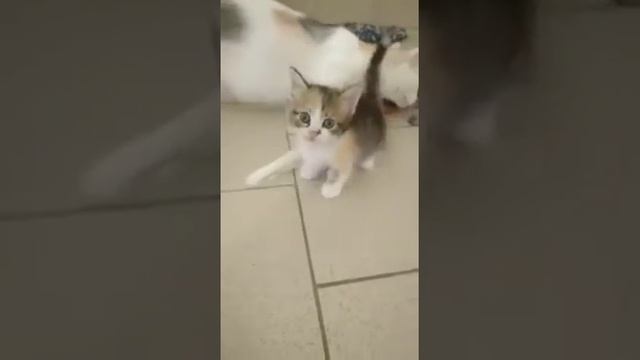 для любителей мини кошек , в нашем питомнике пополнение котят породы Манчкин ! смотреть онлайн