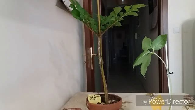 Аморфофаллус Konjak,сауроматум Guttatum и ариземы. смотреть онлайн