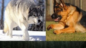 #Серый волк против Немецкой овчарки// Animals Battle//