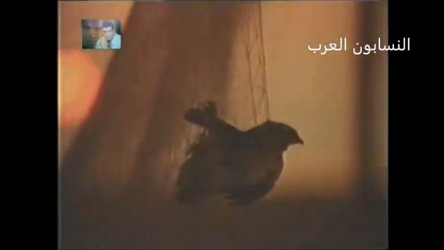 صيد طائر السمان بالشباك في بحيرة البردويل و مشاكله смотреть онлайн