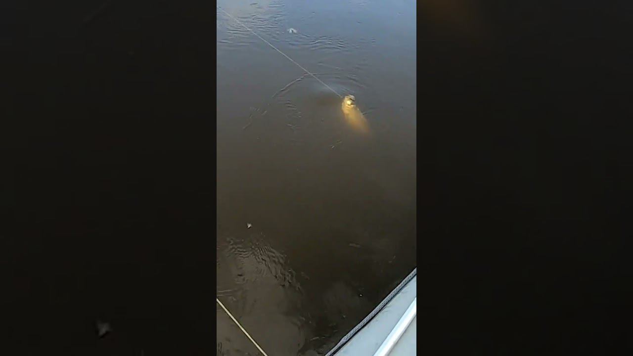 Вот он! #рыбалка #яспиннингист смотреть онлайн