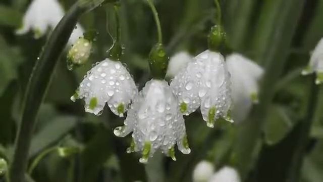 ФУТАЖ ЦВЕТЫ РОСА смотреть онлайн