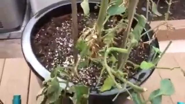 Tomato Worm смотреть онлайн