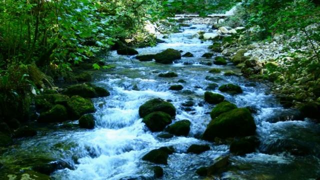 ЗВУКИ ЖИВОЙ ПРИРОДЫ