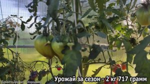 Помидор Золотые горы Медео. Хороший вкус и урожайность #томат #помидор #сорт