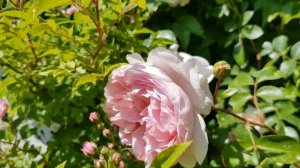 ??Цветение розы Дэвида Остина ?WildEve?, Ростов-на-Дону, 02.06.2022г.??