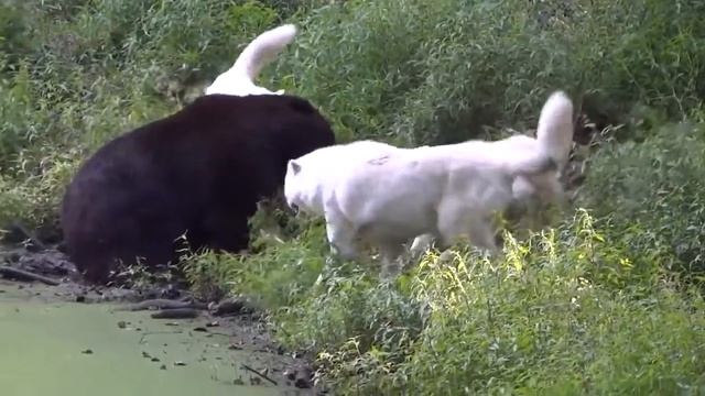 TOP WOLF ATTACKS | Epic Wolf And Human Encounters | Dog Vs Wolf, Coyote Vs Dog, Wolf Vs Bear