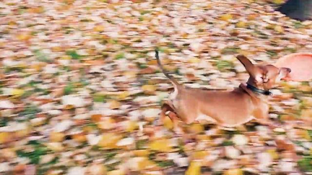 Прогулка с собакой 🐶 Золотая осень 🍁 Очень много листьев осенью 🍂 смотреть онлайн
