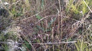 Мордовник шароголовый. Медонос для пчел.Сбор семян для себя и на продажу 09.09.2019.