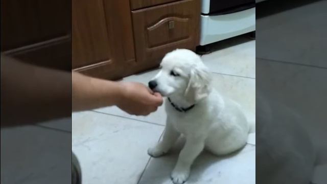 Пёс Шерман - золотистый ретривер