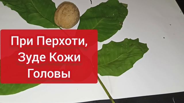 Я Покрасила Волосы Листьями! Без Химии! Не Сушит!!! Цвет Как у Анжелины Джоли! Натуральная Краска смотреть онлайн