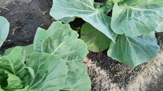 НЕТ вредителей!!! Защищаем КАПУСТУ от вредителей. ЭФФЕКТИВНЫЕ и БЕЗОПАСНЫЕ средства защиты капусты. смотреть онлайн