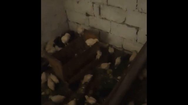 СУПЕР КОРМ для петушков на мясо смотреть онлайн