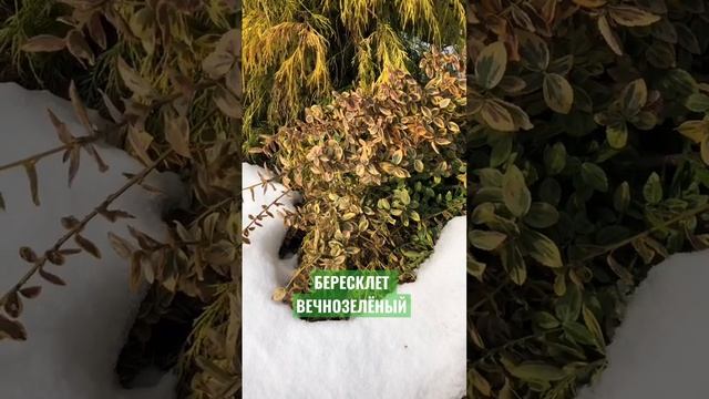 Бересклет вечнозелёный в феврале ? #садсвоимируками #garden #хвойныйсад #кустарники #красивыйсад смотреть онлайн