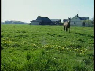 Гай, мой, гай!