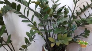 Замиокулькас($дерево)в начале августа!Обрезка цветоноса