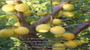 Знакомство с алычой Злато скифов по описанию и фото