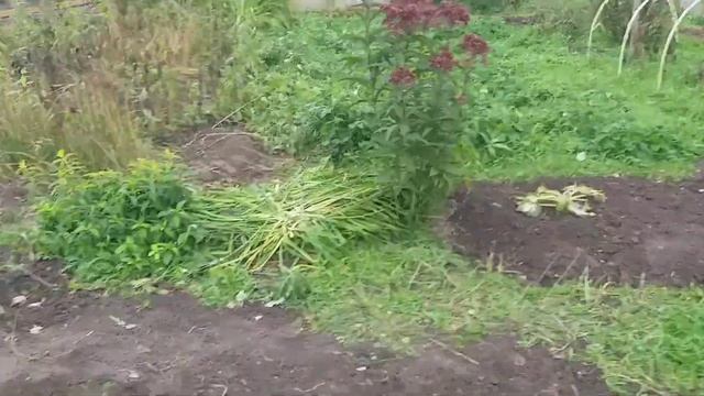 Пришли морозы,огурцы замерзли,почта отменяется. смотреть онлайн