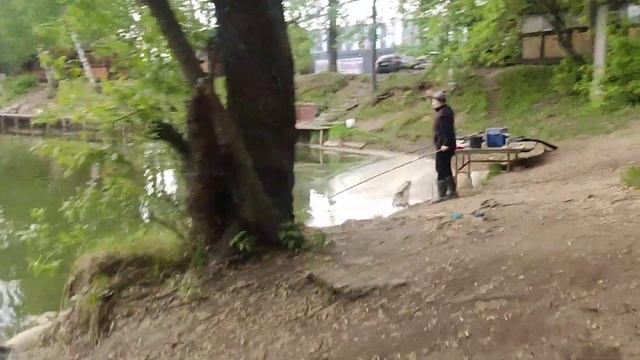 20.05.23 КРХ Белая Дача,ВИП-ЗОНА уже все поймали осетра ,сом ловится на всё,карп тоже!Время 7:50 смотреть онлайн