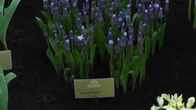 Blue Grape Hyacinth Muscari Latifolium смотреть онлайн