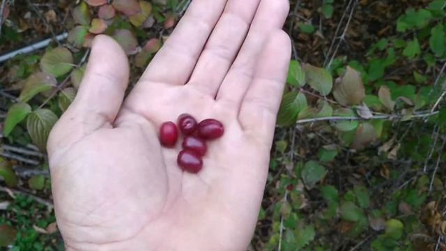 Лечим геморрой! Вы должны об этом знать! Простое народное средство для лечения и профилактики! смотреть онлайн