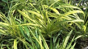 Hakonechloa macra 'Aureola'