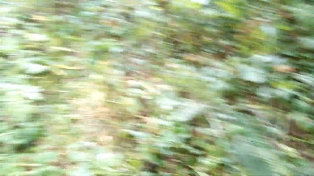 Сбор орехов в Московской области в 2022г.Лес сбор лесного ореха.Лещина.Медвежий орех.Бурелом лесной смотреть онлайн