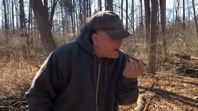 Tapping Maple Trees смотреть онлайн